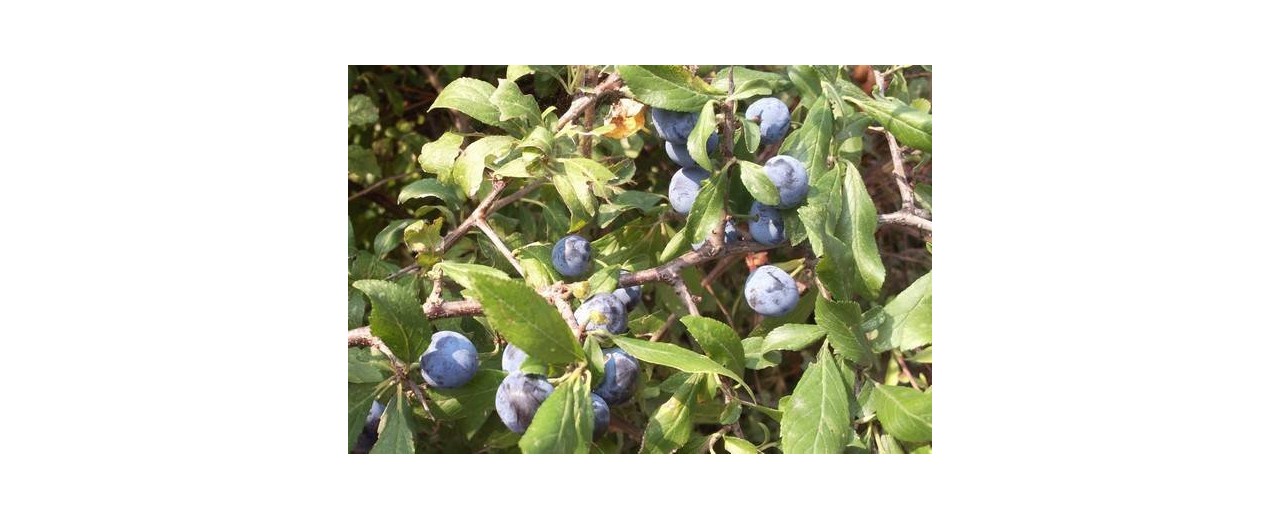 Prunus spinosa trigna o prugnolo del Molise: la pianta che aiuta a combattere il tumore